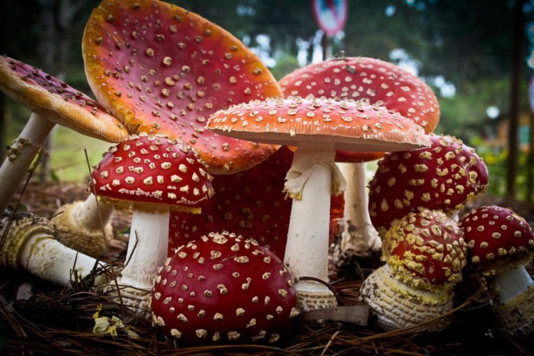 _ _ _ _manita Muscaria.jpg