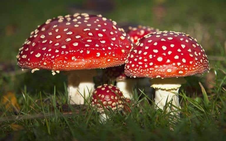 Amanita muscaria.jpg