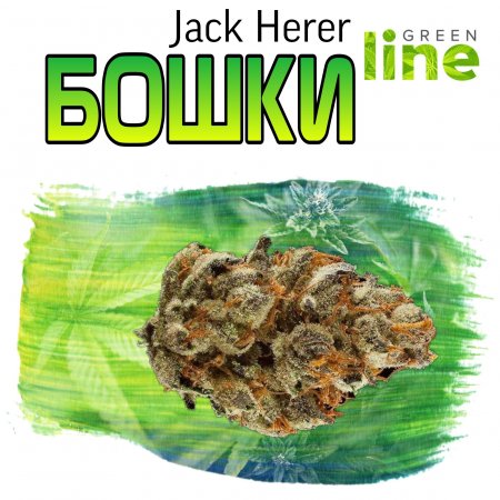 Jack Herer.jpg