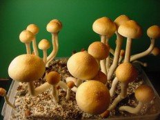 Psilocybe cubensis.jpg