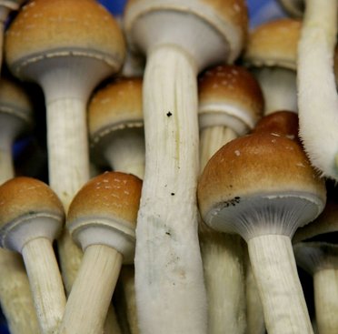 Psilocybin mushrooms _.jpg