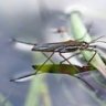 Waterstrider